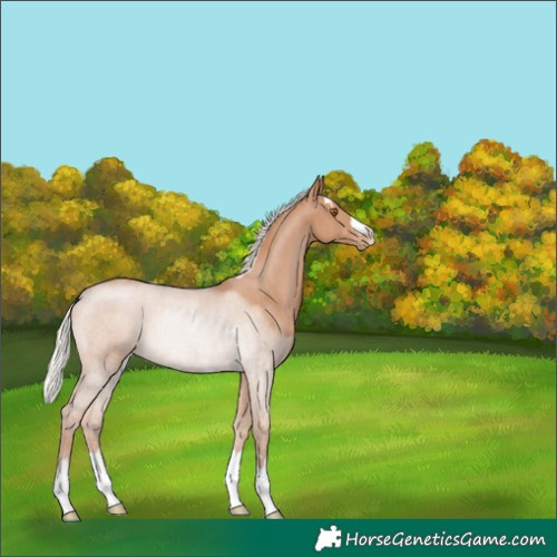 Horse Color:Silver Black Pearl Rabicano 