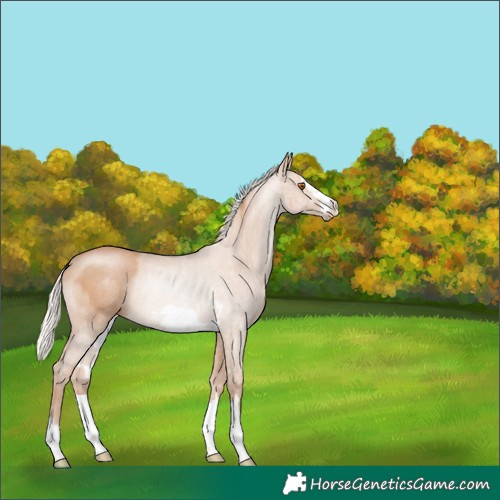 Horse Color:Silver Black Pearl Rabicano 