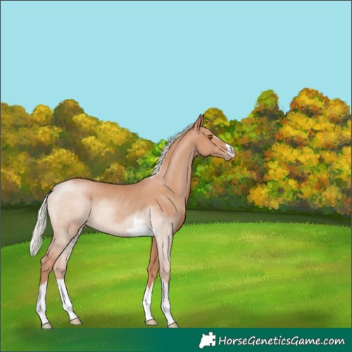Horse Color:Silver Black Pearl