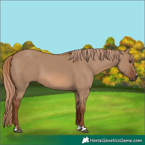 Horse Color:Red Dun 