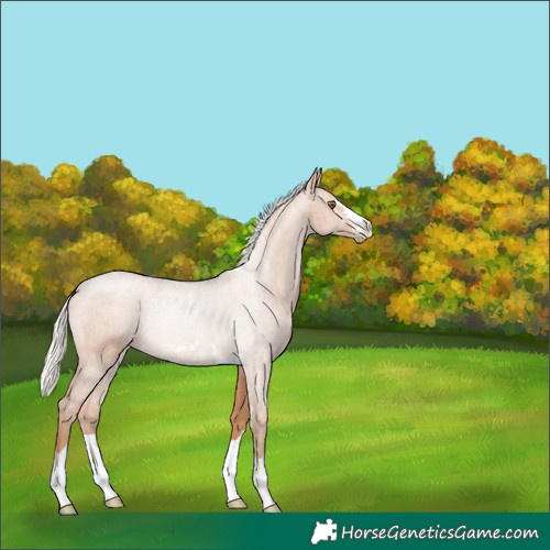 Horse Color:Silver Black Pearl Rabicano 