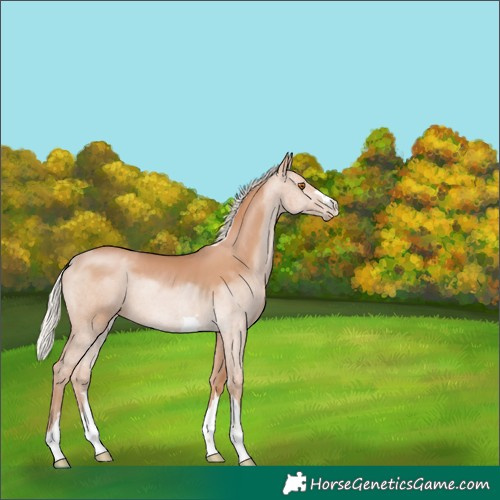 Horse Color:Silver Black Pearl 