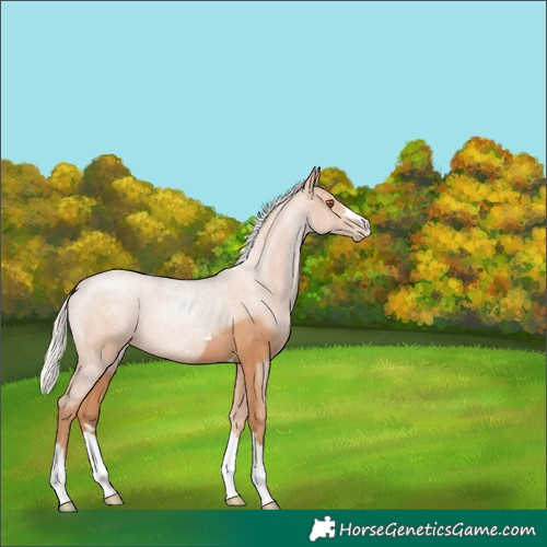 Horse Color:Silver Black Pearl 