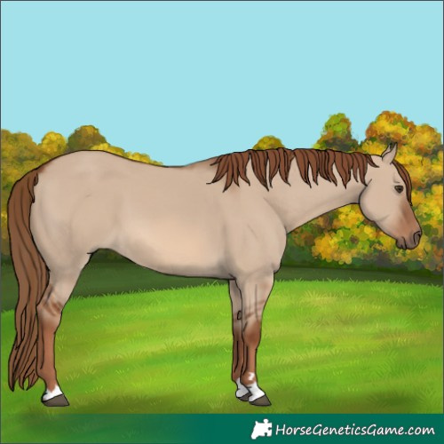 Horse Color:Red Dun 