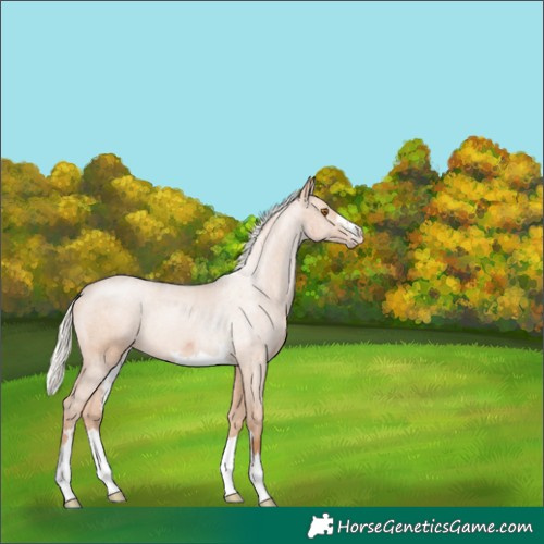 Horse Color:Silver Black Pearl Rabicano 