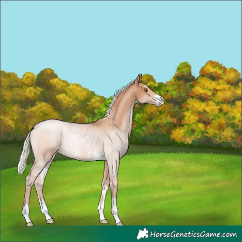 Horse Color:Silver Black Pearl 