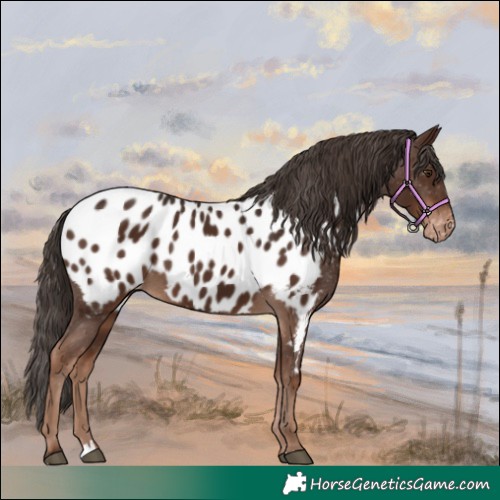 Horse Color:Liver Chestnut Appaloosa 