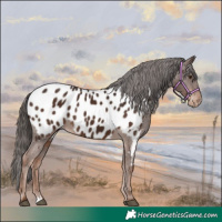 Horse Color:Liver Chestnut Appaloosa