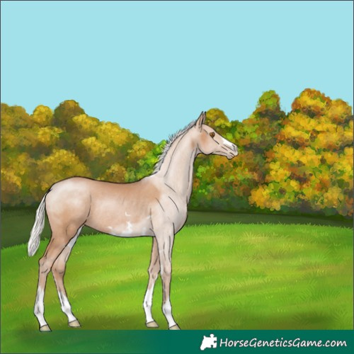Horse Color:Silver Black Pearl Rabicano 