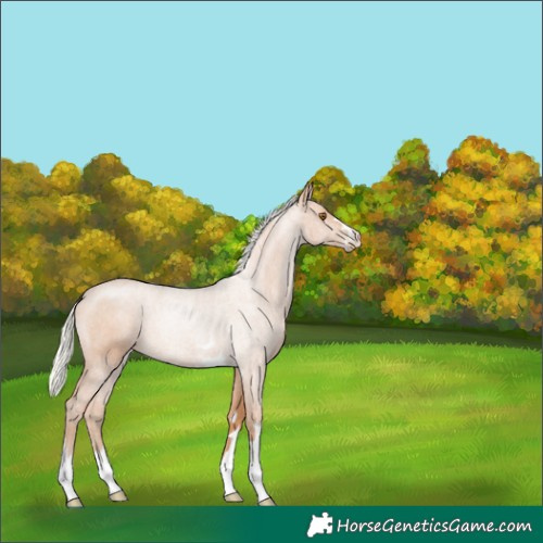 Horse Color:Silver Black Pearl 