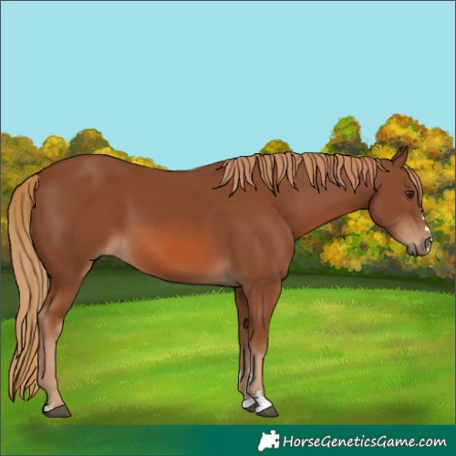 Horse Color:Chestnut 