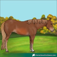 Horse Color:Chestnut 