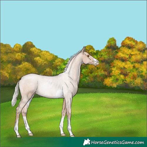 Horse Color:Silver Black Pearl Rabicano 