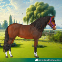 Horse Color:Bay 