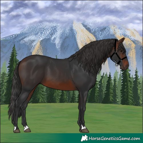 Horse Color:Brown 