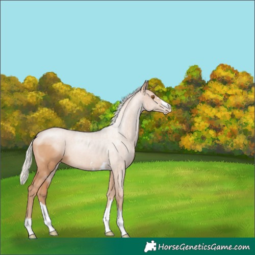 Horse Color:Silver Black Pearl 