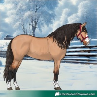 Horse Color:Bay Dun