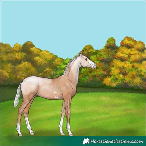 Horse Color:Silver Black Pearl Rabicano 