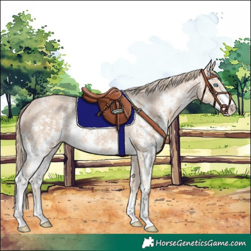 Horse Color:Smoky Creme Sabino  and Smoky Creme Sabino Varnish 