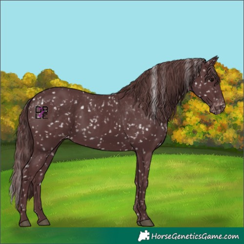 Horse Color:Chocolate Black Appaloosa