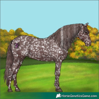 Horse Color:Chocolate Black Appaloosa 