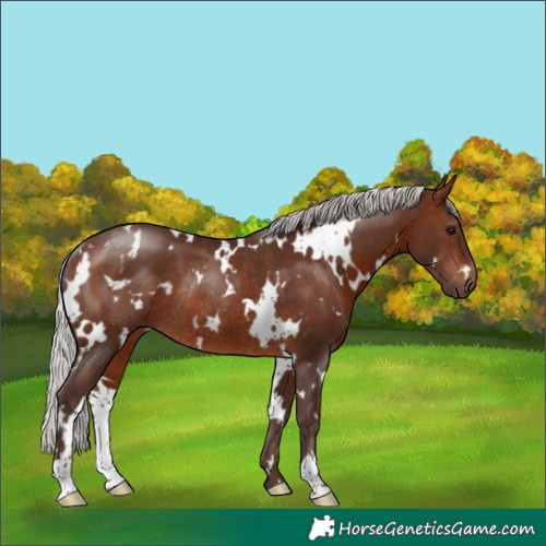 Horse Color:White Spotted Silver Brown Rabicano 