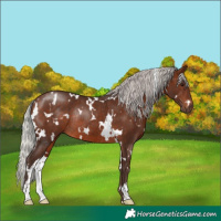 Horse Color:White Spotted Silver Brown Rabicano
