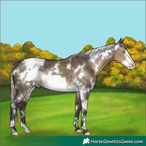 Horse Color:White Spotted Silver Smoky Grullo Frame
