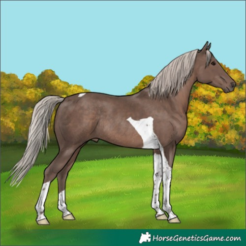 Horse Color:Silver Black Tobiano Rabicano