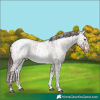 Horse Color:Chocolate Brown Roan Dun Sabino Appaloosa  and Chocolate Brown Dun Sabino Appaloosa 