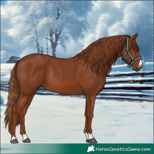 Horse Color:Chestnut Rabicano 