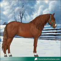 Horse Color:Chestnut Rabicano 