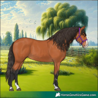 Horse Color:Bay Splash