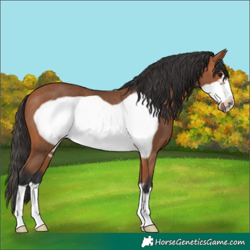 Horse Color:Bay Frame Rabicano 