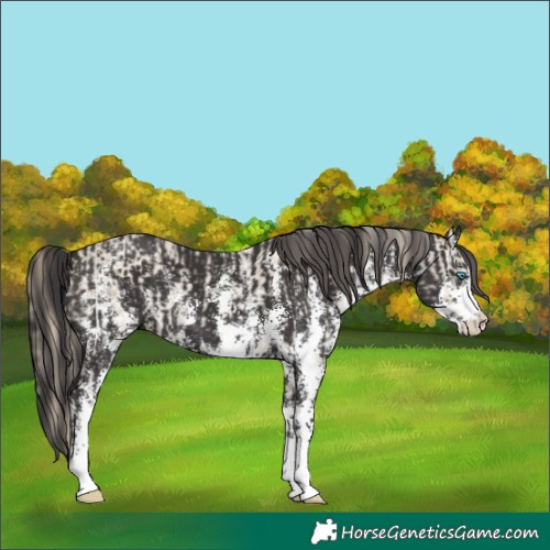 Horse Color:Smoky Creme Sabino and Smoky Black Sabino