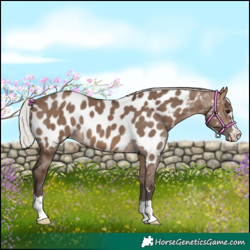 Horse Color:Silver Brown Dun Near Leopard