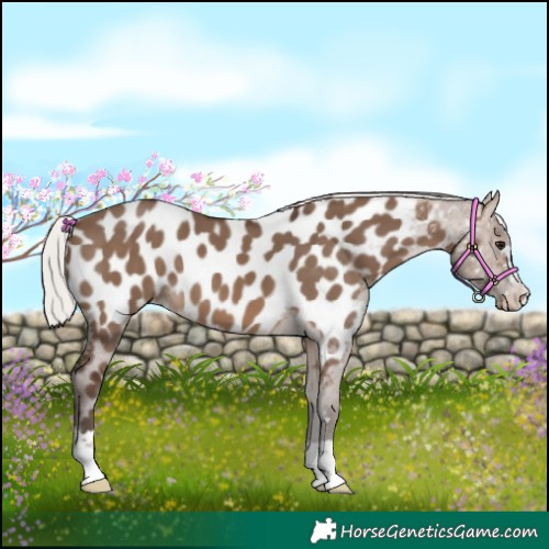 Horse Color:Silver Brown Dun Appaloosa 