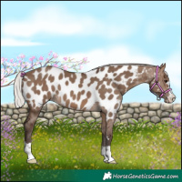 Horse Color:Silver Brown Dun Near Leopard 