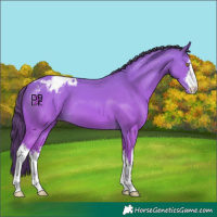 Horse Color:Platinum White Spotted Amber Champagne Varnish 