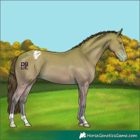 Horse Color:Platinum Amber Champagne Appaloosa 