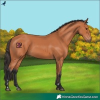 Horse Color:Bay Rabicano