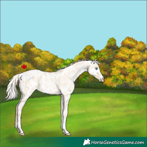 Horse Color:Silver Amber Champagne Pearl Dun Tobiano Appaloosa Rabicano and Silver Amber Champagne Pearl Dun Tobiano Appaloosa Rabicano