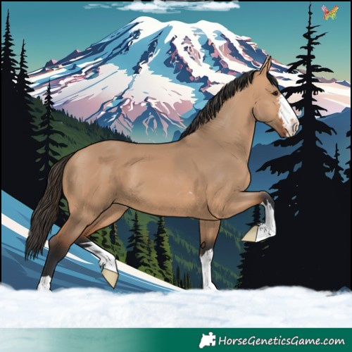 Horse Color:Bay Dun 