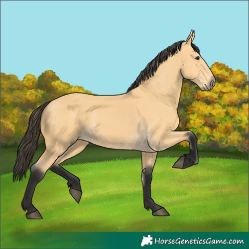 Horse Color:Buckskin