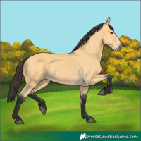 Horse Color:Buckskin 