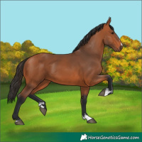 Horse Color:Bay 