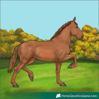 Horse Color:Chestnut 