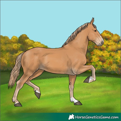 Horse Color:Chestnut 