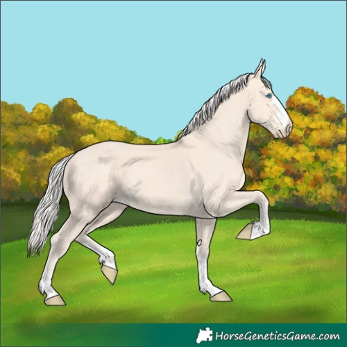 Horse Color:Cremello