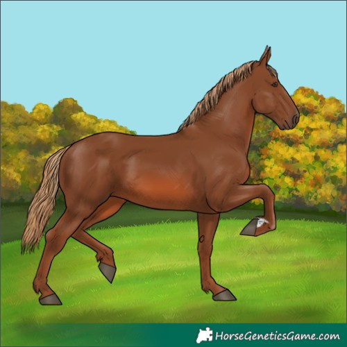 Horse Color:Chestnut 